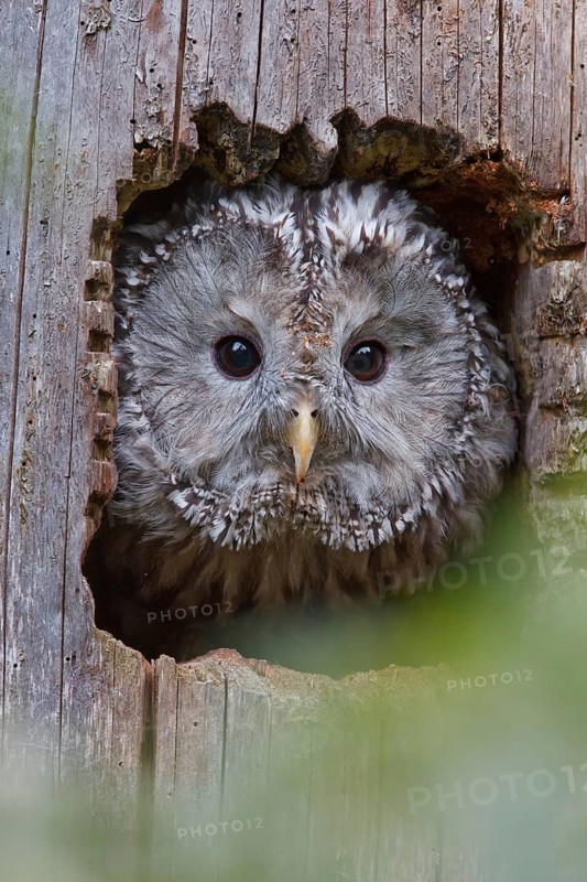 Ural Owl (Strix uralensis), Bavaria, Germany