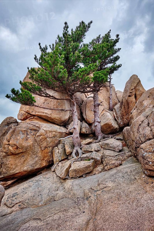 Rock with pine trees in cloudy weather. Seoraksan National Park, South Korea