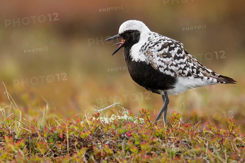 Black-bellied Plover (Pluvialis squatarola) perched on the tundra in Nome, Alaska