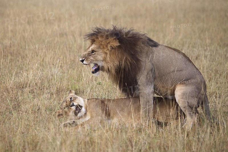 African Lion (Panthera leo) male and female mating, Masai Mara, Kenya