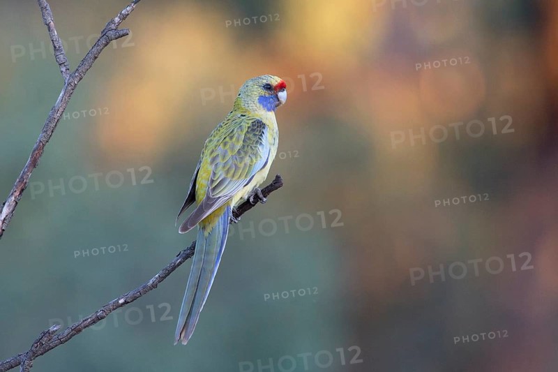 Yellow Rosella (Platycercus elegans flaveolus) male, Victoria, Australia