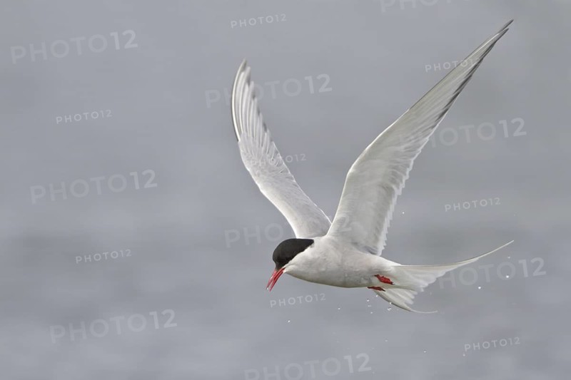 Arctic Tern (Sterna paradisaea) flying, Manitoba, Canada