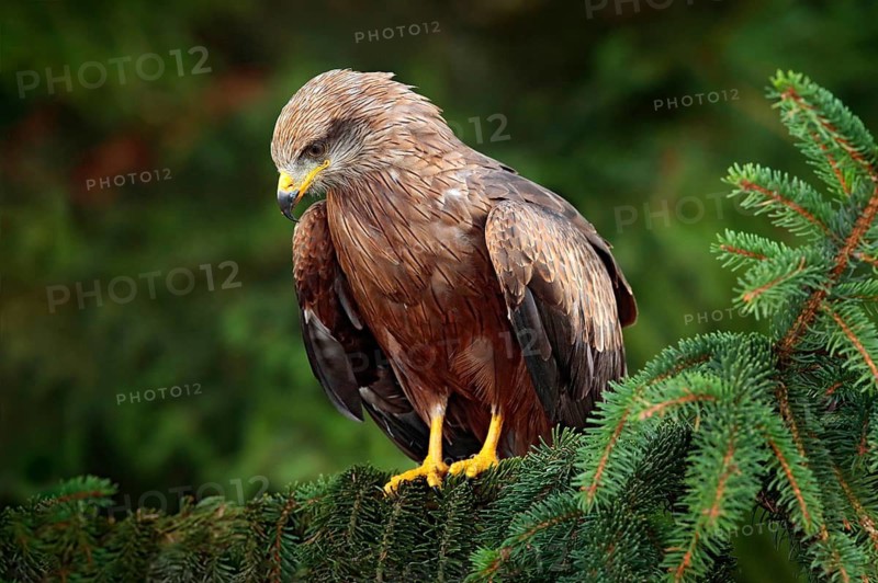 Black Kite, Milvus migrans, brown bird of prey sitting on spruce tree branch with cone. Kite in the nature habitat, green vegetation. Wildlife Slovakia