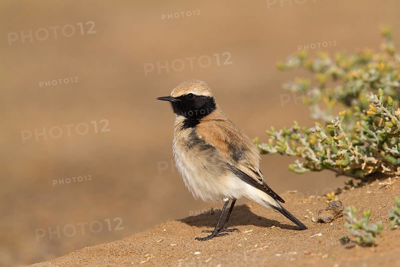 Desert Wheatear (Oenanthe deserti homochroa) male, Morocco