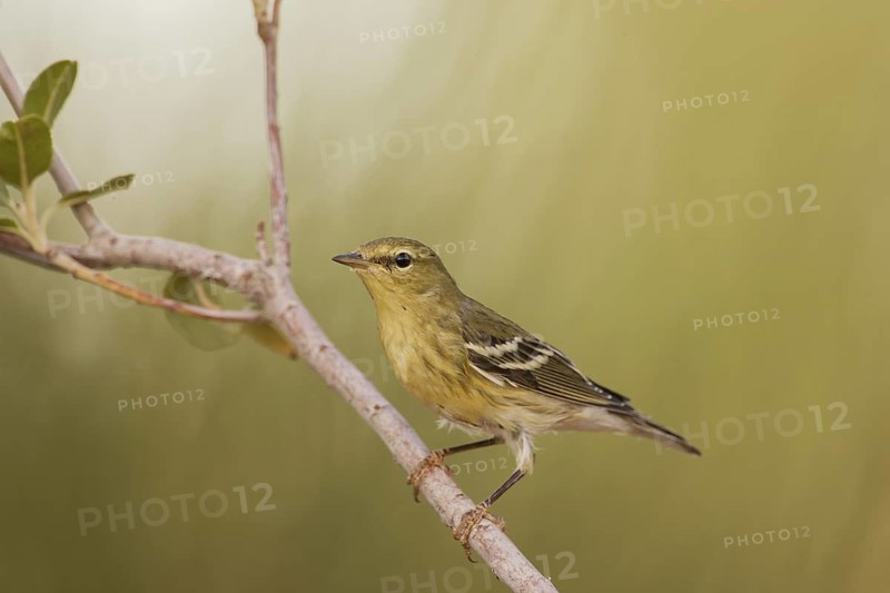 Blackpoll Warbler (Setophaga striata) male, California, USA