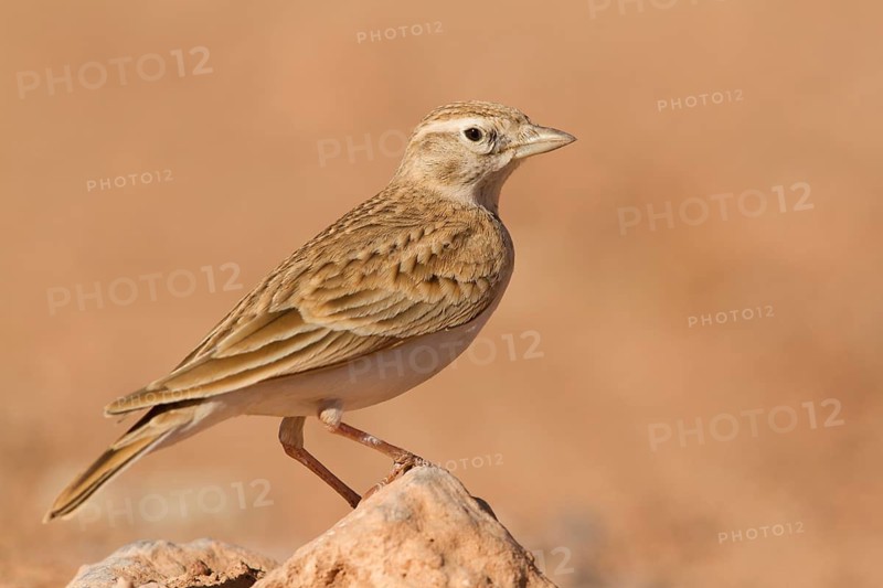 Greater Short-toed Lark (Calandrella brachydactyla), Morocco