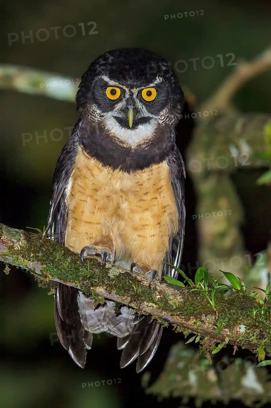 Spectacled Owl (Pulsatrix perspicillata) perched on a branch in Costa Rica