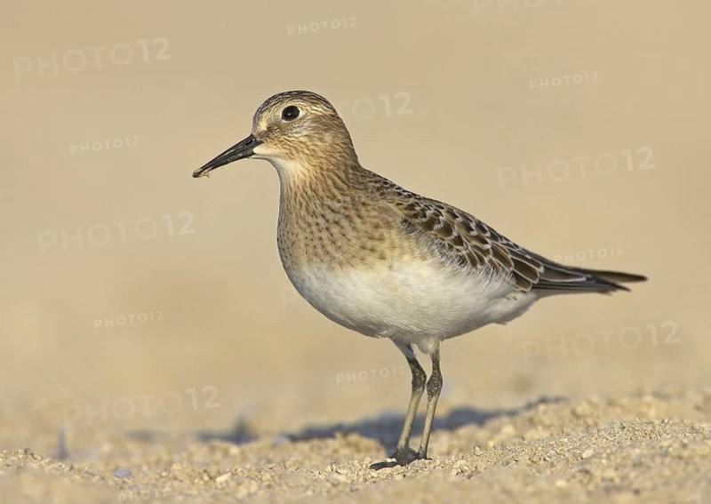 Baird's Sandpiper (Calidris bairdii), Ohio, USA