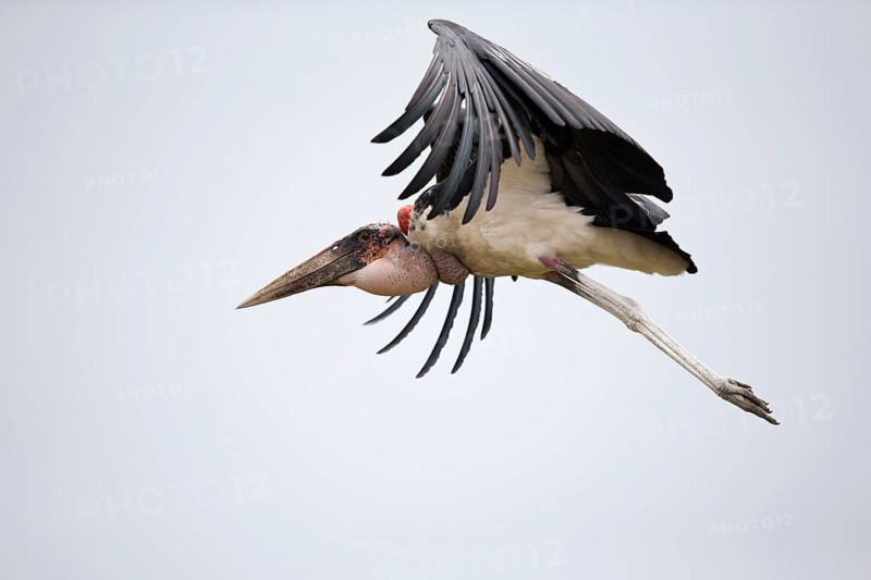 Marabou Stork (Leptoptilos crumenifer) flying, Semuliki National Park, Uganda