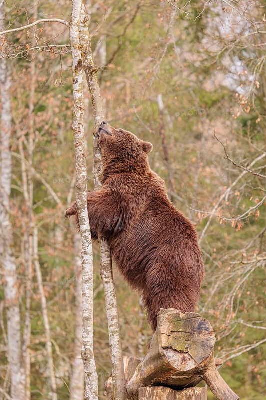 A young male Eurasian brown bear (Ursus arctos arctos) stands tall on a rotten tree lying on the ground to get closer to a common raven sitting above him
