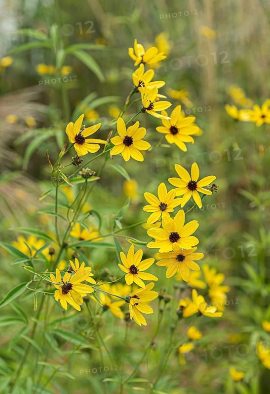 Tall girl's eye (Coreopsis tripteris),  Germany