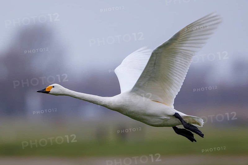 Tundra Swan (Cygnus columbianus bewickii) flying, Netherlands