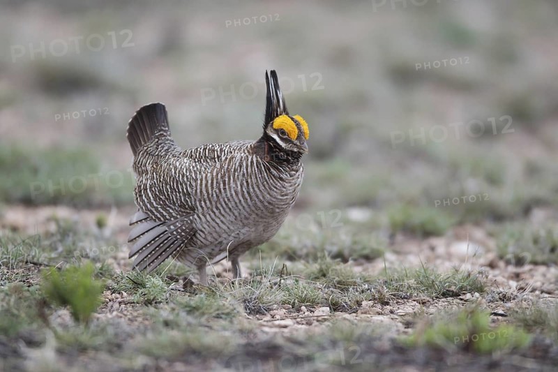 Lesser Prairie Chicken (Tympanuchus pallidicinctus) male, New Mexico, USA