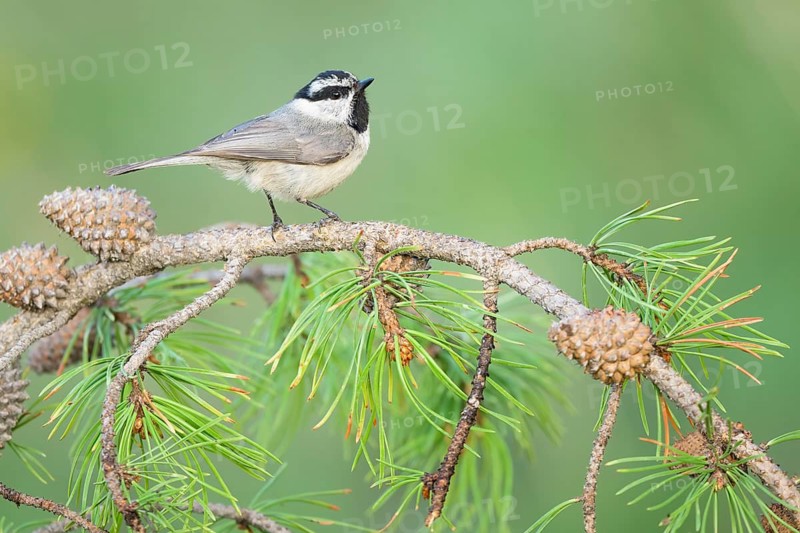 Mountain Chickadee (Poecile gambeli) perched on a conifer branch, Colorado, USA