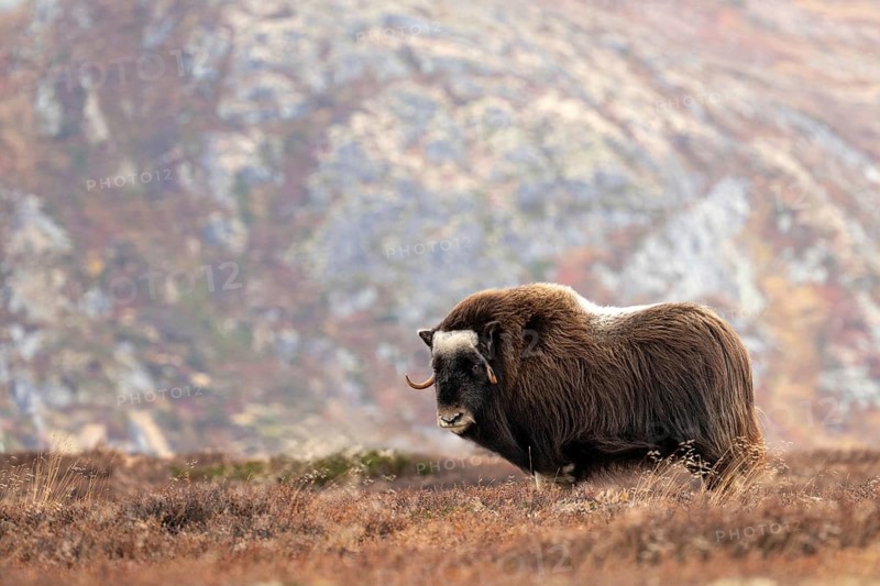 Musk ox (Ovibos moschatus) standing in the tundra in autumn, Dovrefjell-Sunndalsfjella National Park, Norway