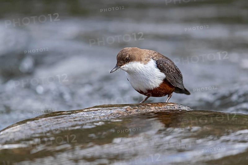 White-throated Dipper (Cinclus cinclus), Baden-Wuerttemberg, Germany