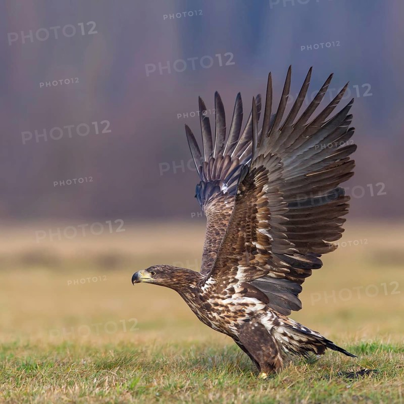 White-tailed eagle, hawk family, animals, birds, birds of prey, (Haliaeetus albicilla), biotope, habitat, foraging, centrapoles, Kutno, Lodz, Poland