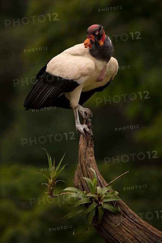 A king vulture in the rain in a lowland forest in Costa Rica