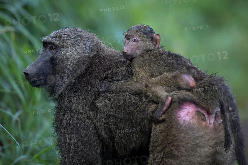 Olive Baboon (Papio anubis) baby on mother's back, Bigodi Wetlands, Uganda