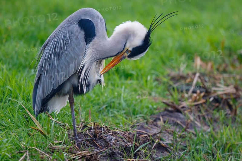 Grey Heron (Ardea cinerea) preening, Netherlands