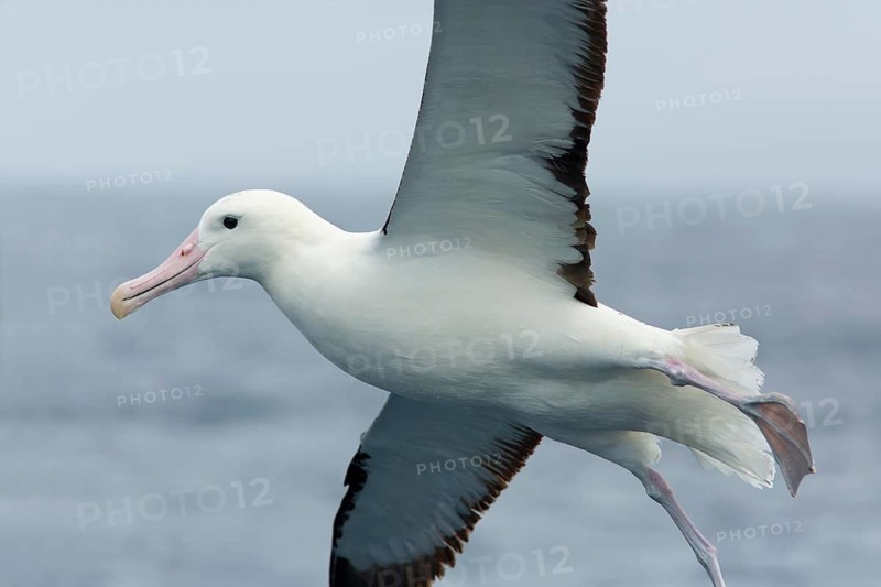 Northern Royal Albatross (Diomedea sanfordi) flying, Victoria, Australia