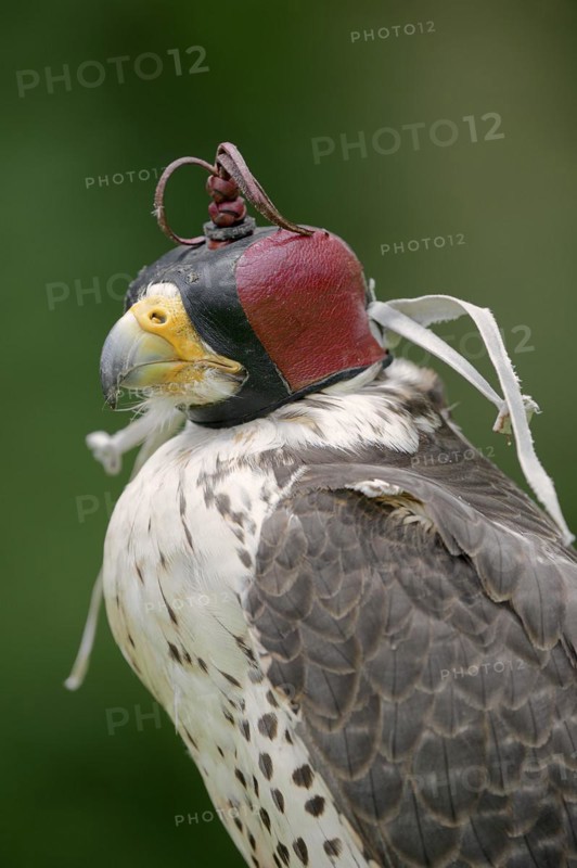 Lanner or Lanner falcon (Falco biarmicus), mating bird with falcon bonnet, North Rhine-Westphalia, Germany