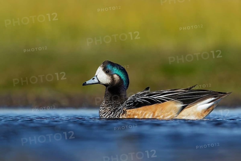 Chiloe Wigeon (Anas sibilatrix) swimming in a small lake in Chile