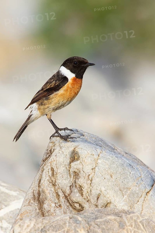 European Stonechat (Saxicola rubicola) male, St. Gallen, Switzerland