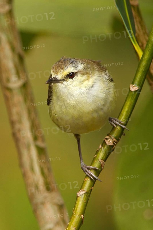 Chatham Gerygone (Gerygone albofrontata), Chatham Island, New Zealand