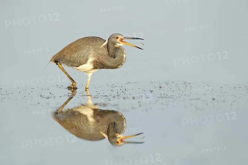 Tricolored Heron (Egretta tricolor), Florida, USA
