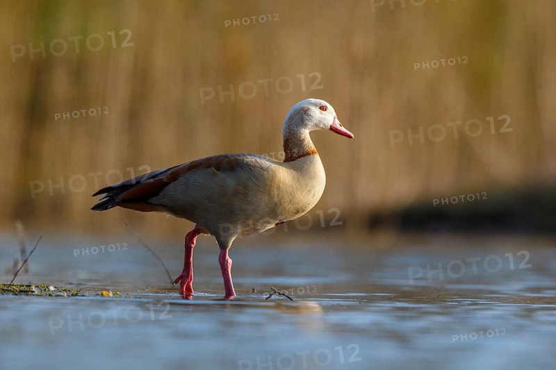 Egyptian Goose (Alopochen aegyptiaca), North Rhine-Westphalia, Germany