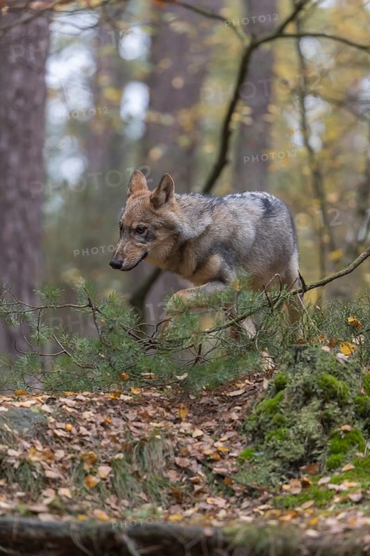 One young male eurasian gray wolf (Canis lupus lupus) running thru a forest with rocks and heather. Green vegetation in the background