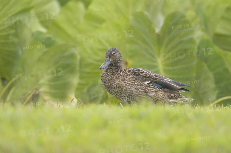 Hawaiian Duck (Anas wyvilliana), Hawaii, USA