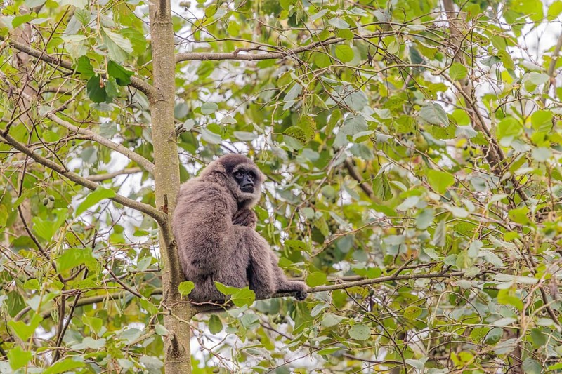 A silvery gibbon (Hylobates moloch) sits in a tree looking into the camera. Java, Indonesia