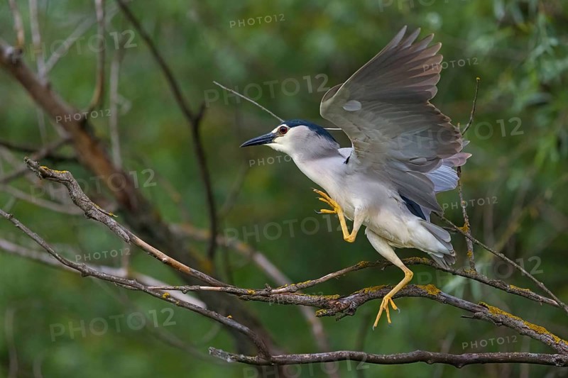 Black-crowned black crowned night heron (Nycticorax nycticorax), Bihoreau gris, HÈron bihoreau, Martinete Com?n, Ayn Razat, Salalah, Dhofar, Oman