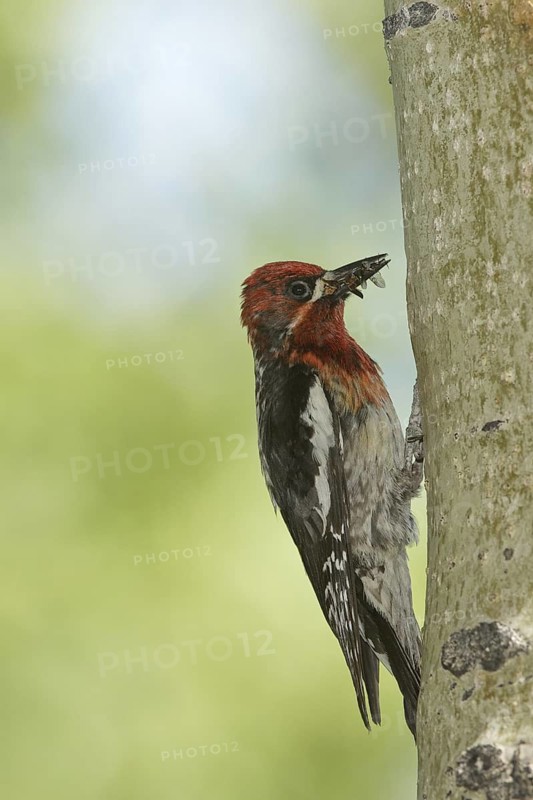Red-breasted Sapsucker (Sphyrapicus ruber), California, USA