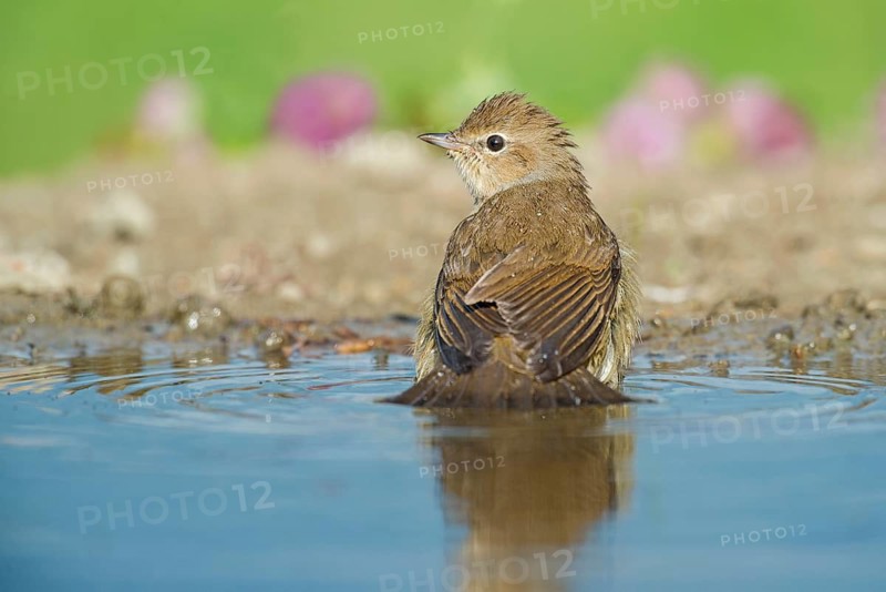 Garden Warbler (Sylvia borin) bathing, Aosta Valley, Italy