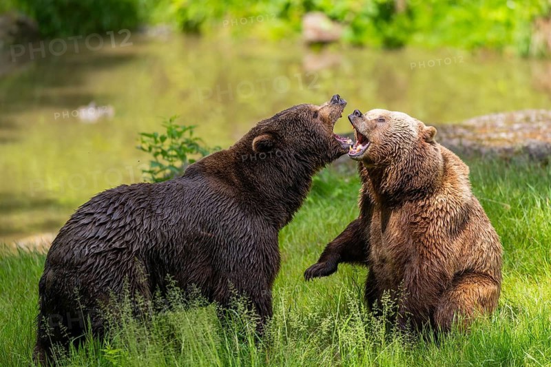 Eurasian brown bear (Ursus arctos arctos) playing with each other on a meadow, Bavarian Forest, Bavaria, Germany