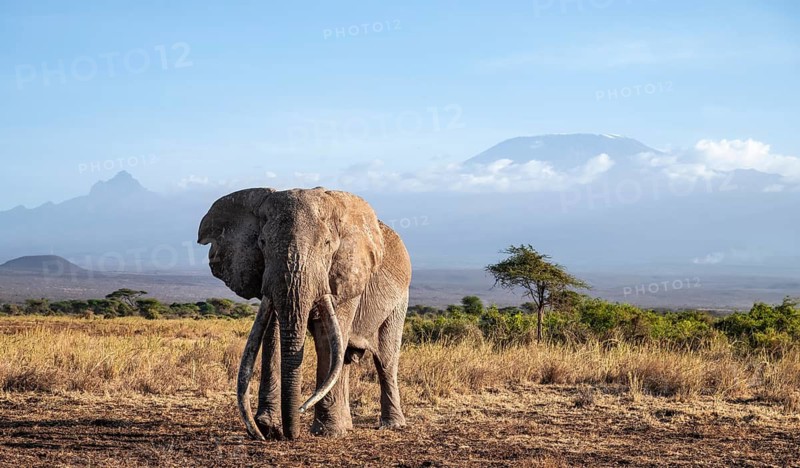 African elephant (Loxodonta africana) in picturesque landscape with the summit of Mount Kilimanjaro, the famous Super Tusker elephant Craig, old male with long tusks, in atmospheric evening light, Kajiado County, Kenya