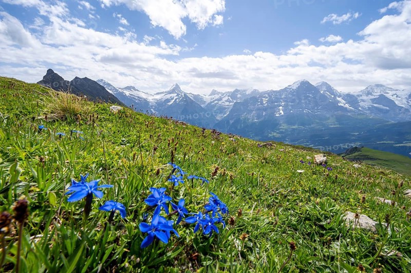 Spring gentian (Gentiana verna) on a mountain meadow, mountain panorama with Finsteraarhorn, Eiger, Mönch and Jungfrau in the background, Bernese Alps, Bernese Oberland, Switzerland