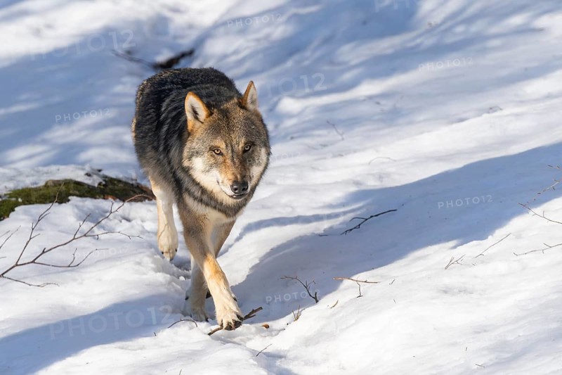 European gray wolf (Canis lupus lupus) walking in a forest in winter, snow, Bavaria, Germany