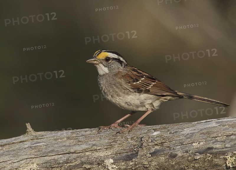 White-throated Sparrow (Zonotrichia albicollis), Michigan, USA