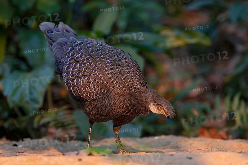Grey Peacock-Pheasant (Polyplectron bicalcaratum) male foraging, Yunnan, China