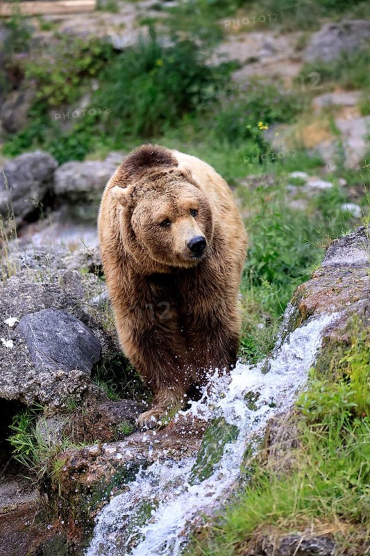 Eurasian brown bear (Ursus arctos arctos), adult, male, at the water, alert, in summer, Bavarian Forest National Park, Germany