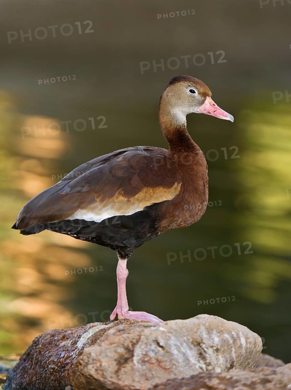 Black-bellied Whistling Duck (Dendrocygna autumnalis), Arizona, USA