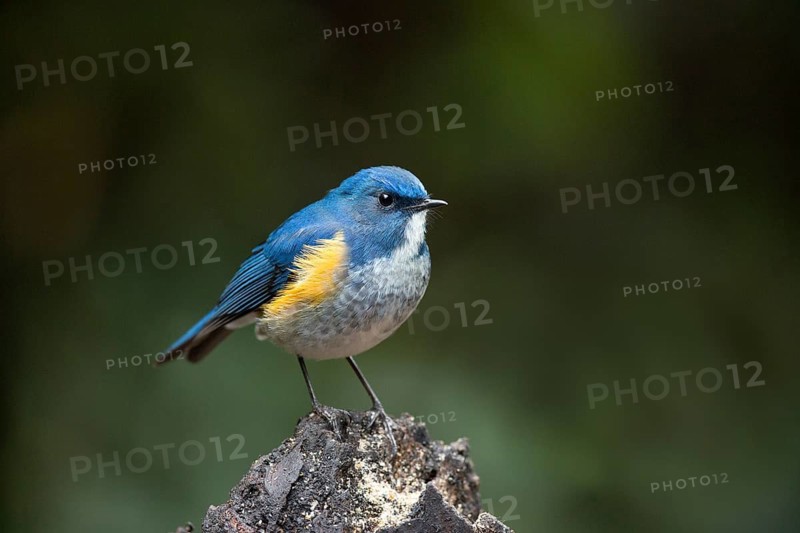 Himalayan Bluetail (Tarsiger rufilatus) male, Yunnan, China