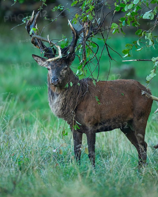Red deer (Cervus elaphus) with heavy antlers in rut, Klamptenborg, Copenhagen, Denmark