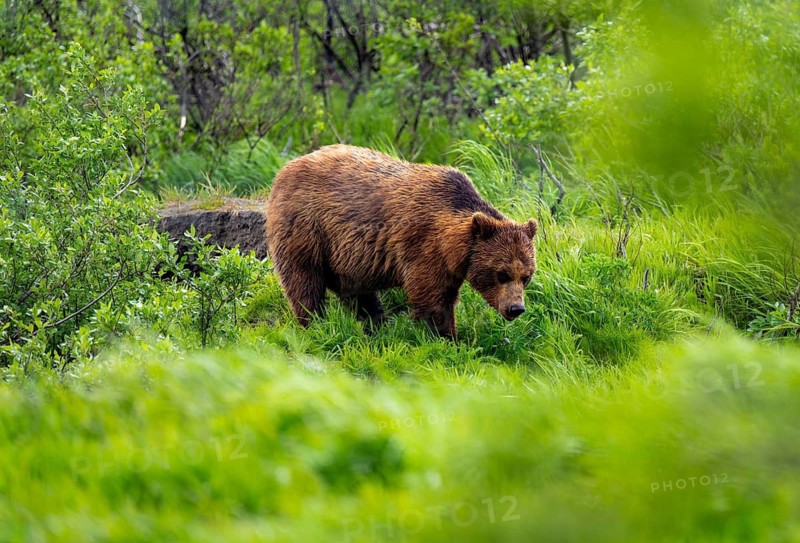 Brown bear (Ursus arctos) in the grass in spring, Alaska, USA