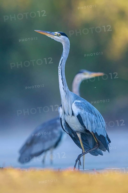 Grey Heron (Ardea cinerea) in a threathening posture, North Rhine-Westphalia, Germany