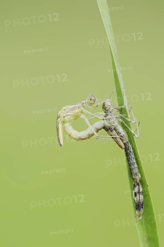 Willow Emerald Damselfly (Chalcolestes viridis) hatching, hatching, larva, dragonfly larva, North Rhine-Westphalia, Germany